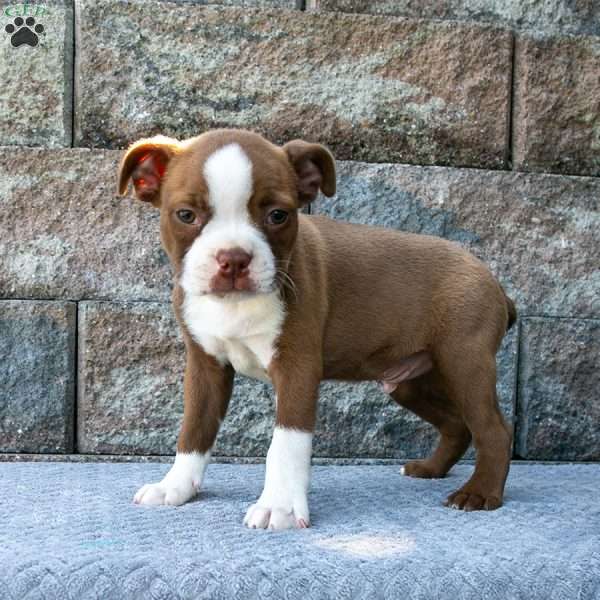 Cute Little Caleb, Boston Terrier Puppy